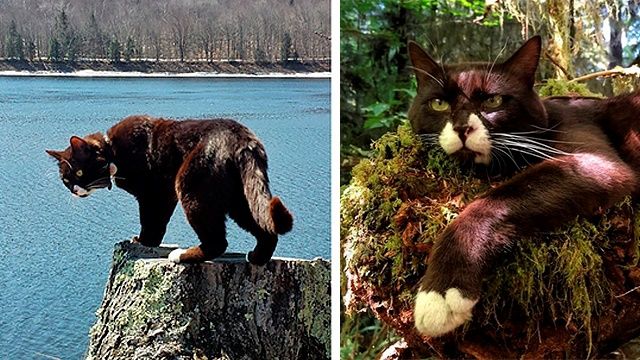 Кот-путешественник Бурма